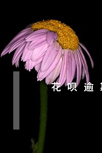 花呗逾期会被客服问详细情况吗 花呗逾期会被客服问详细情况吗