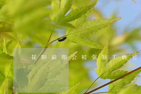 花呗逾期会被强制手机号码停机吗 花呗逾期会被强制手机号码停机吗