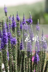 花呗逾期会被拉入失信人员名单吗 花呗逾期会被拉入失信人员名单吗