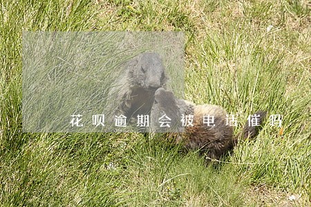 花呗逾期会被电话催吗 花呗逾期会被电话催吗