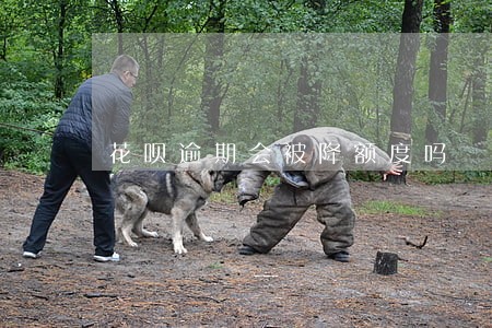 花呗逾期会被降额度吗 花呗逾期会被降额度吗