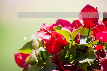 花呗逾期会被限制高消费么 花呗逾期会被限制高消费么