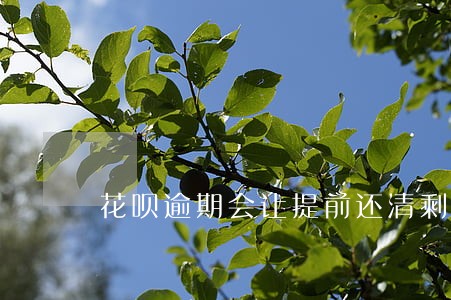 花呗逾期会让提前还清剩余贷款吗 花呗逾期会让提前还清剩余贷款吗