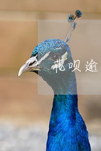 花呗逾期会进入黑名单吗 花呗逾期会进入黑名单吗