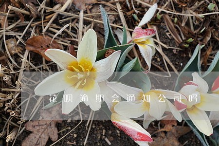 花呗逾期会通知公司吗 花呗逾期会通知公司吗