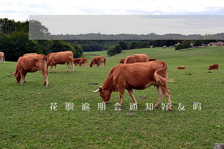 花呗逾期会通知好友吗 花呗逾期会通知好友吗