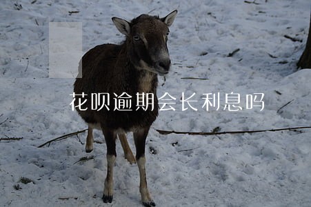 花呗逾期会长利息吗 花呗逾期会长利息吗