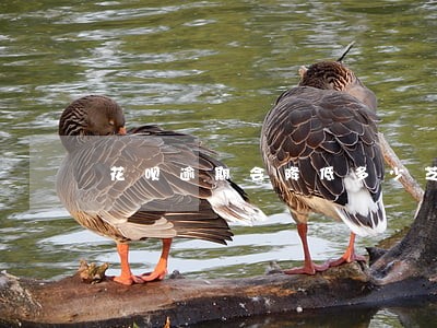 花呗逾期会降低多少芝麻分 花呗逾期会降低多少芝麻分