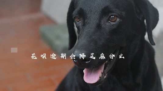 花呗逾期会降芝麻分么 花呗逾期会降芝麻分么