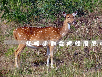 花呗逾期会降额度怎么算的 花呗逾期会降额度怎么算的