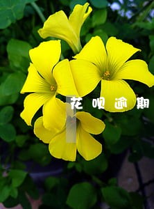 花呗逾期会频繁打给联系人吗 花呗逾期会频繁打给联系人吗