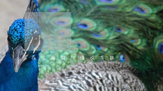 花呗逾期但借呗有额度 花呗逾期但借呗有额度