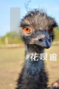花呗逾期但关闭了 花呗逾期但关闭了