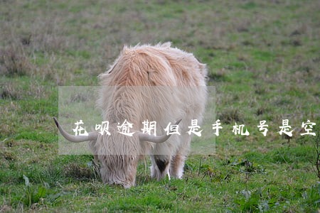 花呗逾期但是手机号是空号怎么办 花呗逾期但是手机号是空号怎么办