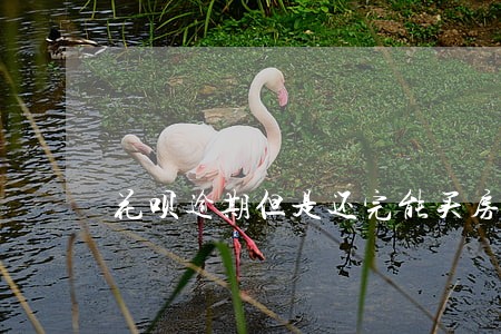 花呗逾期但是还完能买房吗 花呗逾期但是还完能买房吗