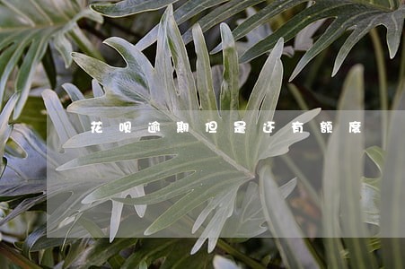 花呗逾期但是还有额度 花呗逾期但是还有额度