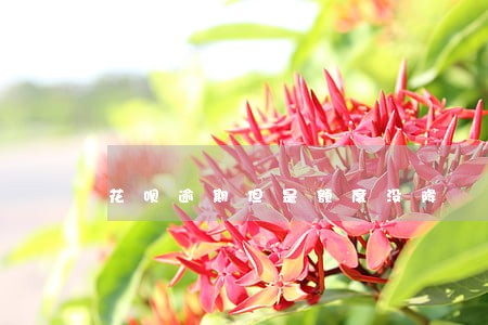花呗逾期但是额度没降 花呗逾期但是额度没降