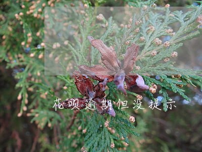 花呗逾期但没提示 花呗逾期但没提示