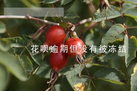 花呗逾期但没有被冻结 花呗逾期但没有被冻结