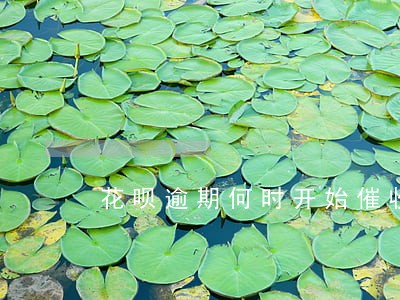 花呗逾期何时开始催收 花呗逾期何时开始催收