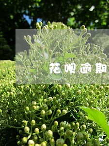 花呗逾期余额不足100会扣款么 花呗逾期余额不足100会扣款么