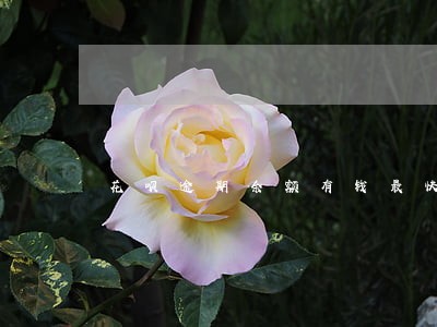 花呗逾期余额有钱最快多久会扣