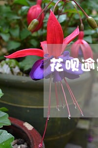 花呗逾期使用多久恢复 花呗逾期使用多久恢复