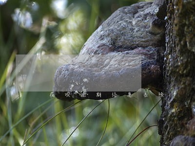 花呗逾期信息去除