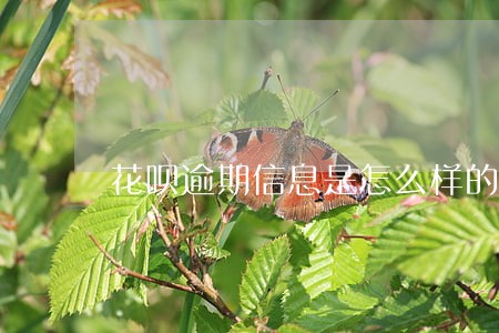 花呗逾期信息是怎么样的 花呗逾期信息是怎么样的