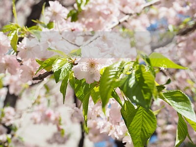 花呗逾期信息查询 花呗逾期信息查询