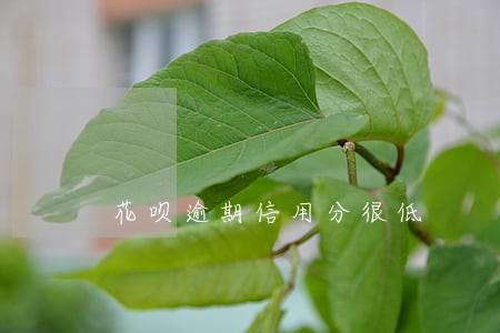 花呗逾期信用分很低