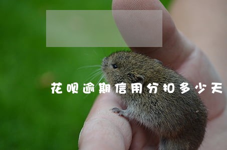 花呗逾期信用分扣多少天 花呗逾期信用分扣多少天