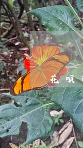 花呗逾期信用卡会不会封