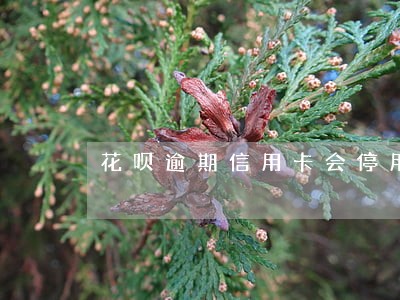 花呗逾期信用卡会停用吗 花呗逾期信用卡会停用吗
