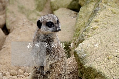 花呗逾期信用卡会被