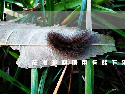 花呗逾期信用卡能下来吗
