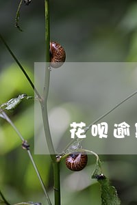 花呗逾期信用还可以挽救回来吗 花呗逾期信用还可以挽救回来吗