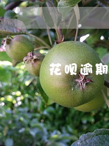 花呗逾期信用降多少分 花呗逾期信用降多少分