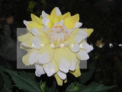 花呗逾期修复后会影响房贷吗 花呗逾期修复后会影响房贷吗