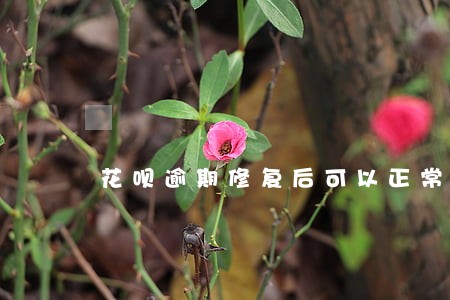 花呗逾期修复后可以正常使用了吗 花呗逾期修复后可以正常使用了吗