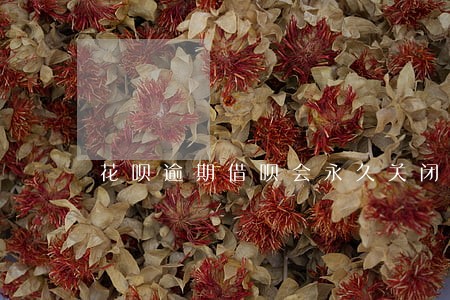 花呗逾期借呗会永久关闭吗