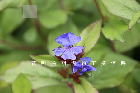 花呗逾期借的了捷信吗 花呗逾期借的了捷信吗