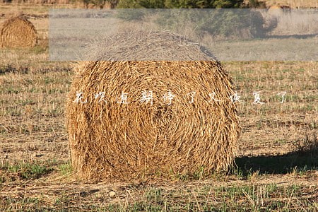 花呗逾期停了又恢复了 花呗逾期停了又恢复了