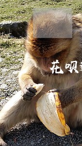 花呗逾期停用了多久恢复 花呗逾期停用了多久恢复
