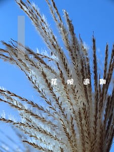 花呗逾期停用了还可以恢复吗 花呗逾期停用了还可以恢复吗