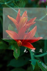 花呗逾期停用图片真实 花呗逾期停用图片真实