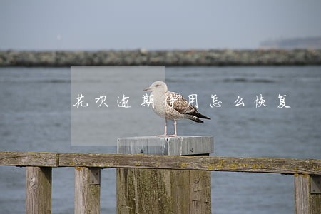 花呗逾期停用怎么恢复 花呗逾期停用怎么恢复