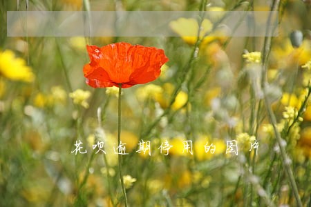 花呗逾期停用的图片 花呗逾期停用的图片
