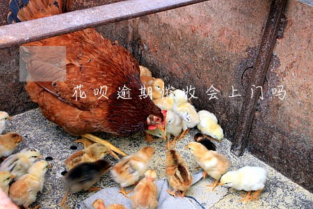 花呗逾期催收会上门吗 花呗逾期催收会上门吗