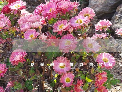 花呗逾期催收会打什么电话 花呗逾期催收会打什么电话